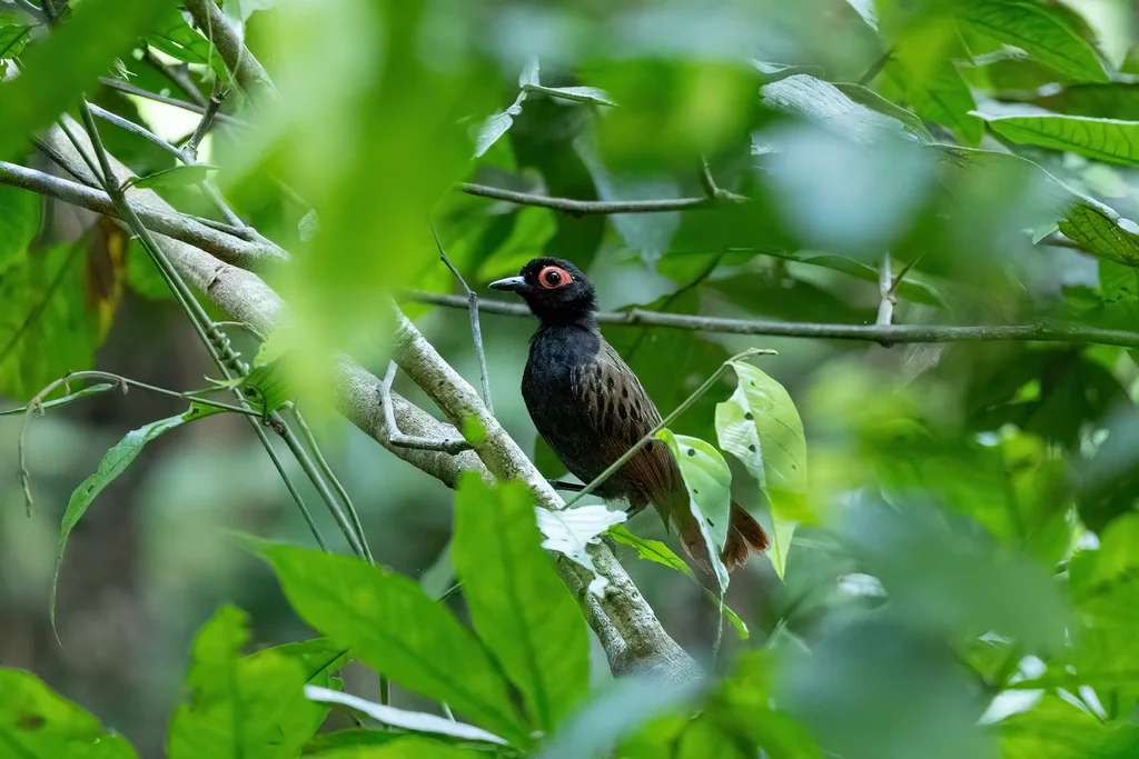 黑斑裸眼蚁鸟(Phlegopsis nigromaculata)