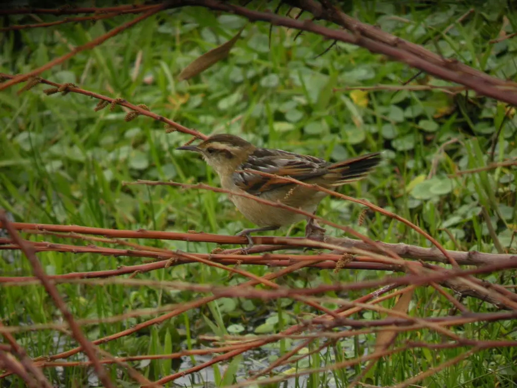 拟鹩针尾雀(Phleocryptes melanops)