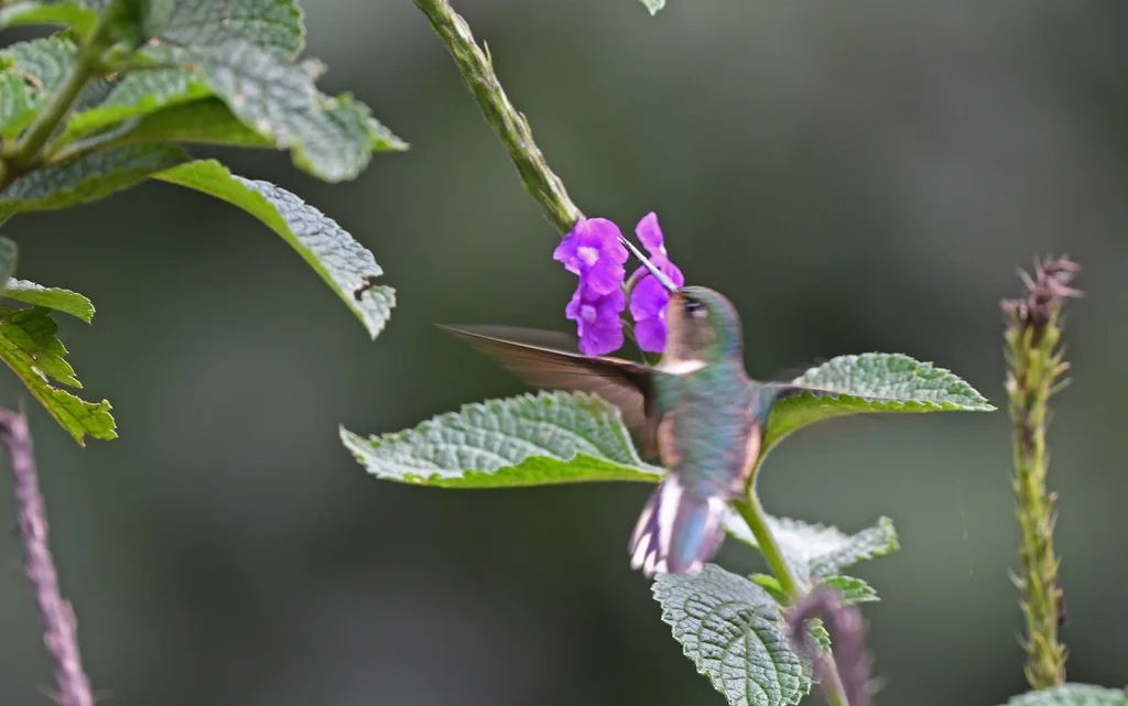 秘鲁斑尾蜂鸟(Phlogophilus harterti)