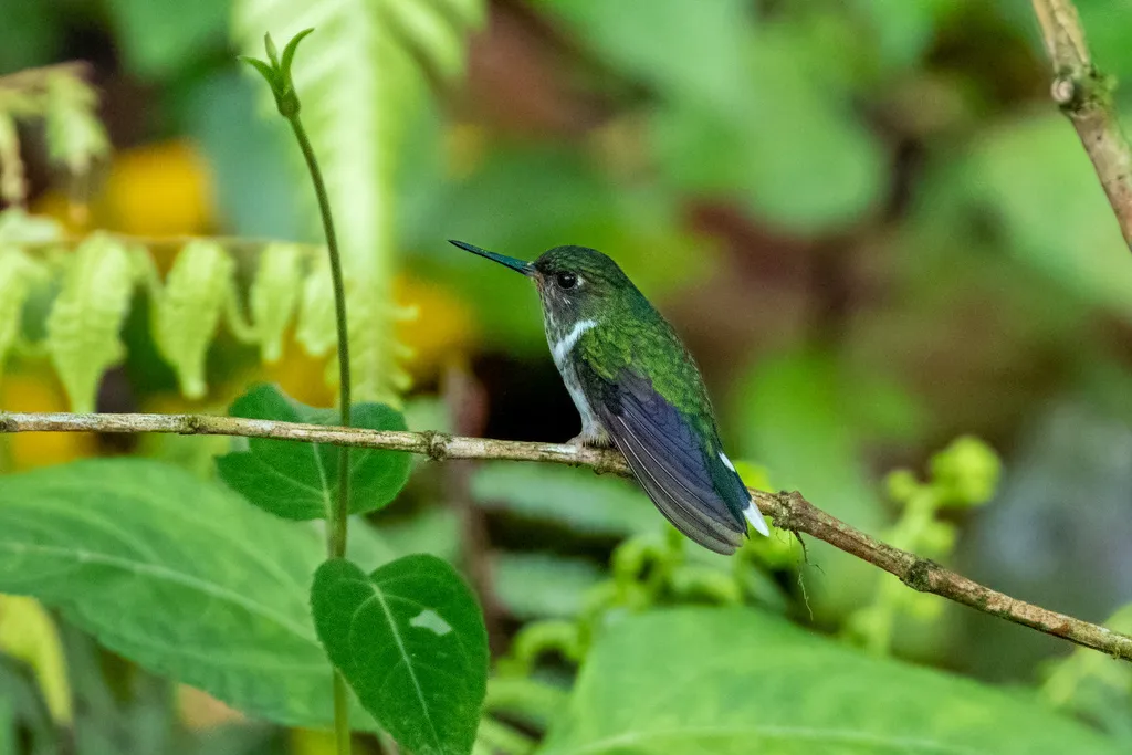 厄瓜多尔斑尾蜂鸟(Phlogophilus hemileucurus)