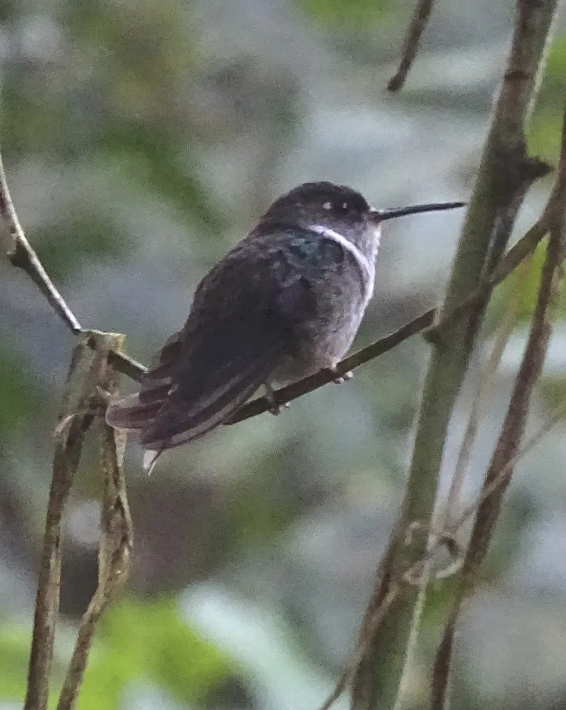 厄瓜多尔斑尾蜂鸟(Phlogophilus hemileucurus)