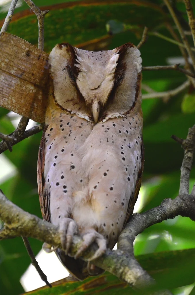 斯里兰卡栗鸮(Phodilus assimilis)