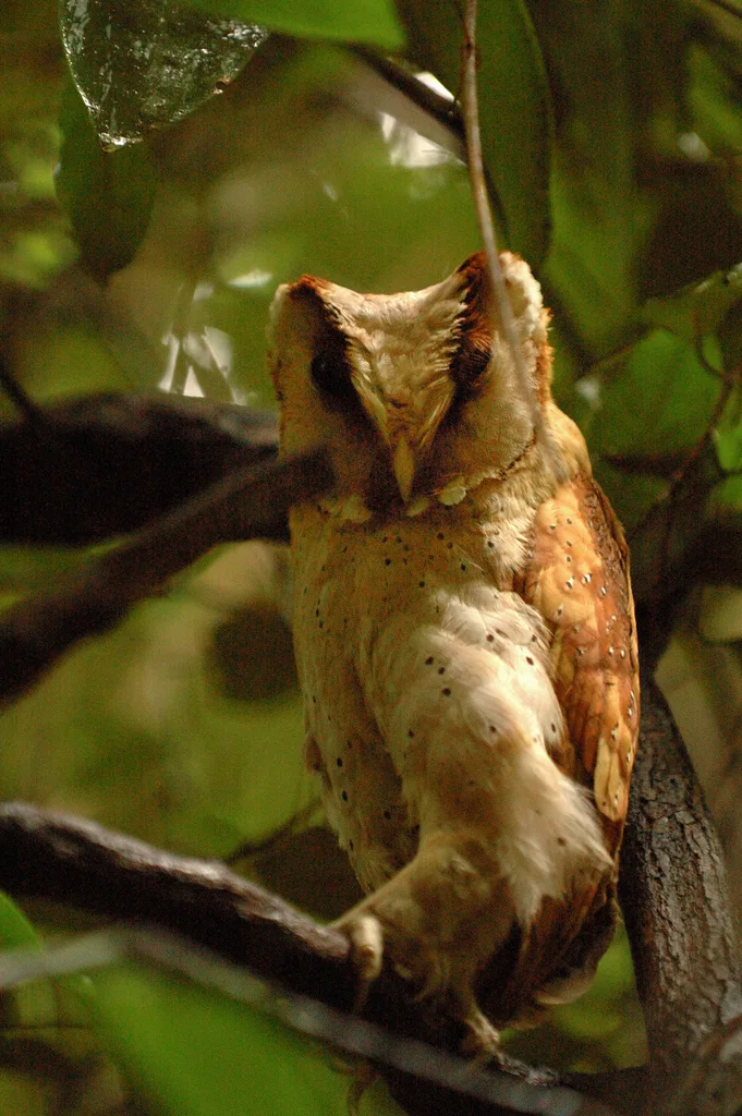 斯里兰卡栗鸮(Phodilus assimilis)