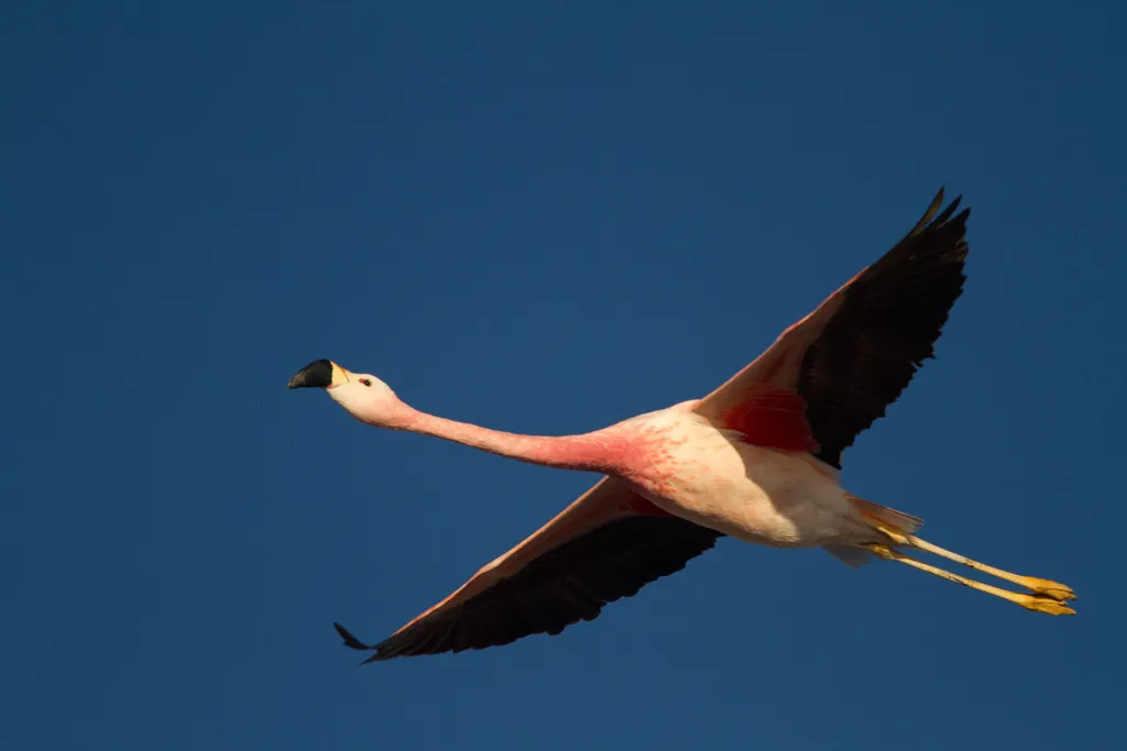 安第斯红鹳(Phoenicoparrus andinus)