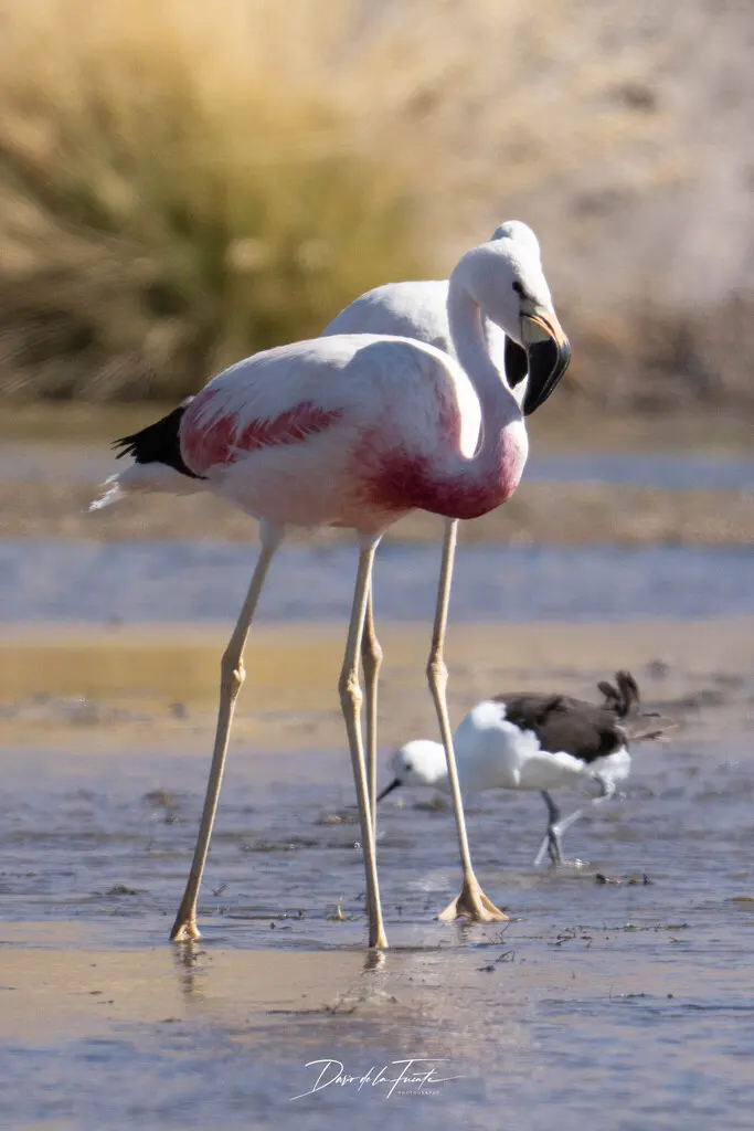 安第斯红鹳(Phoenicoparrus andinus)