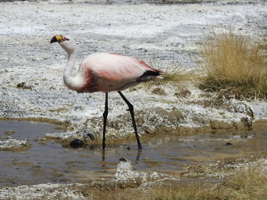 秘鲁红鹳(Phoenicoparrus jamesi)