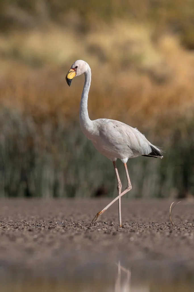 秘鲁红鹳(Phoenicoparrus jamesi)