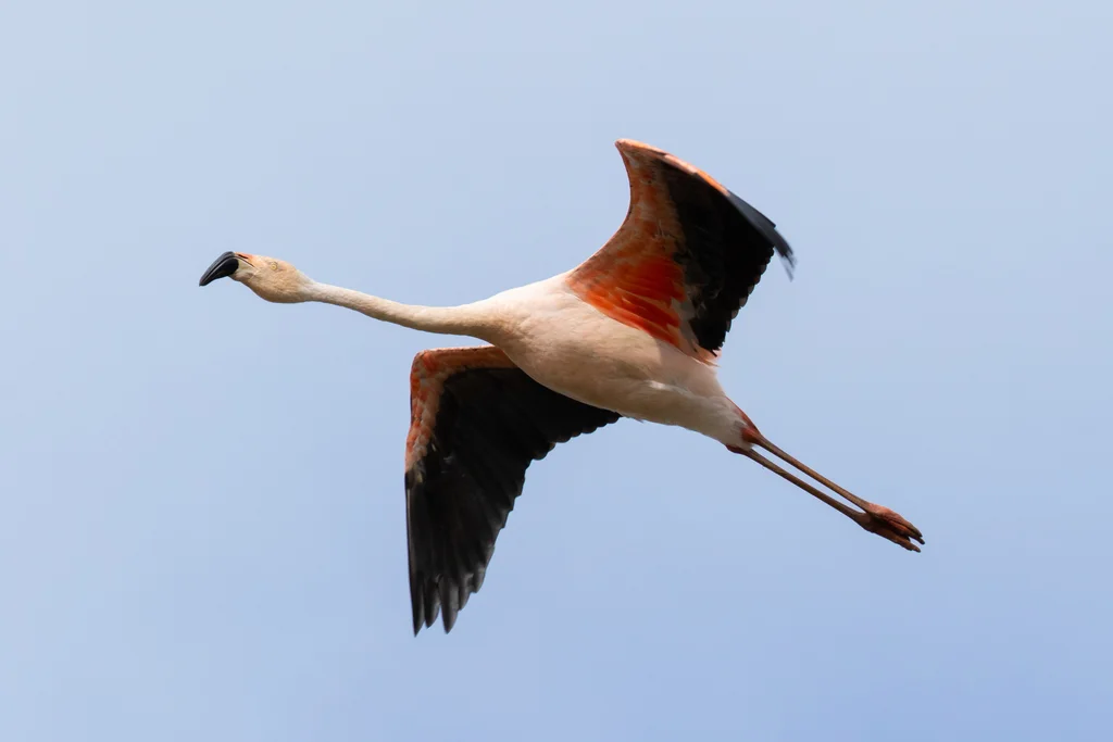 智利红鹳(Phoenicopterus chilensis)