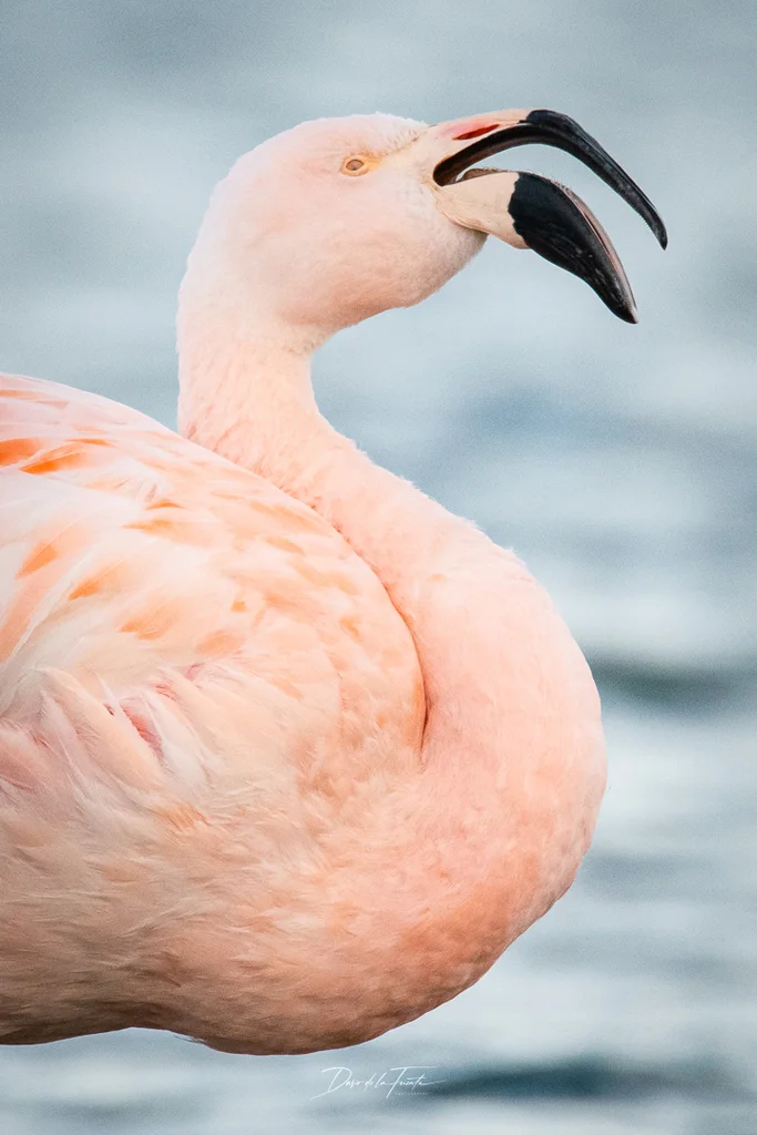 智利红鹳(Phoenicopterus chilensis)