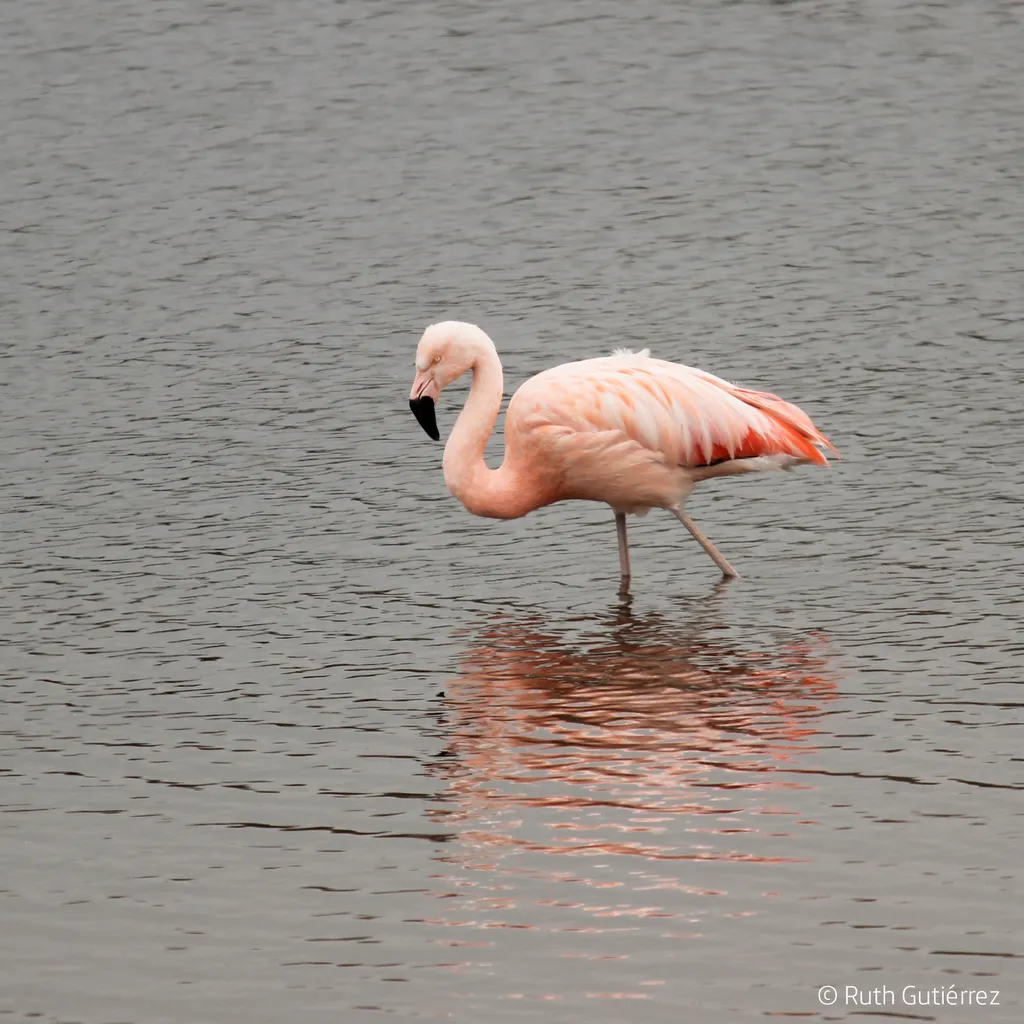 智利红鹳(Phoenicopterus chilensis)