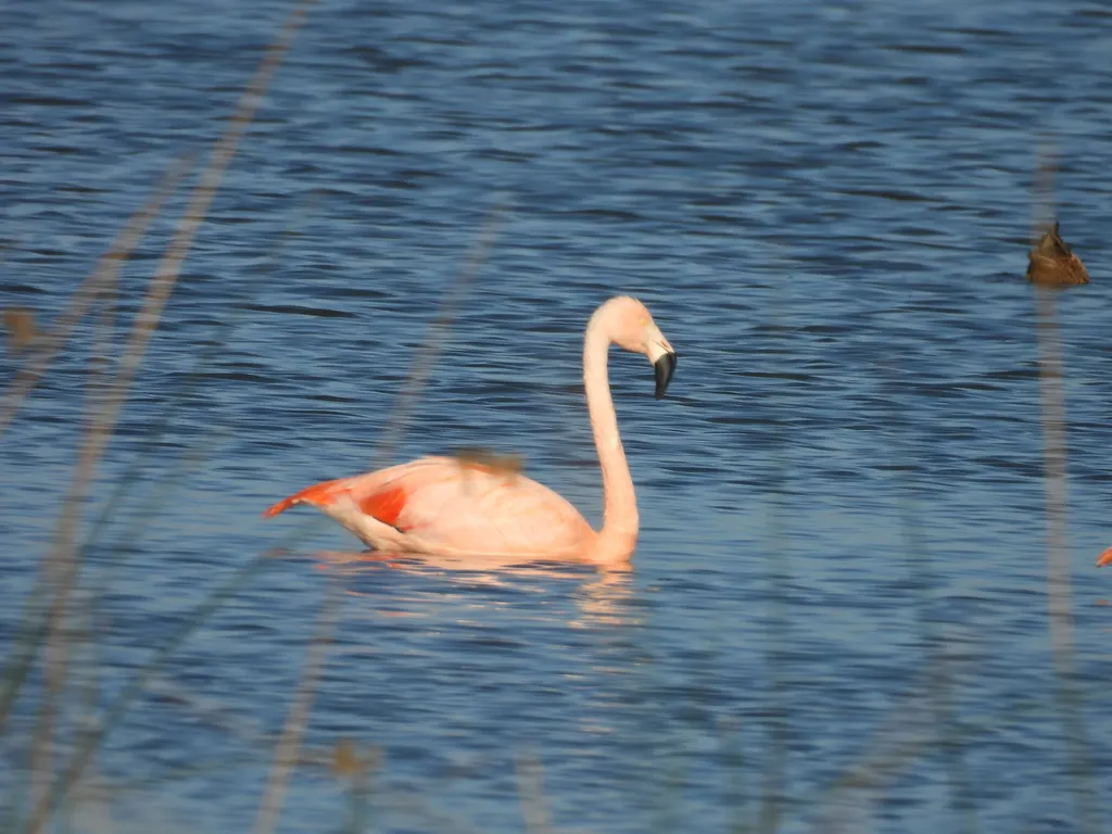 智利红鹳(Phoenicopterus chilensis)