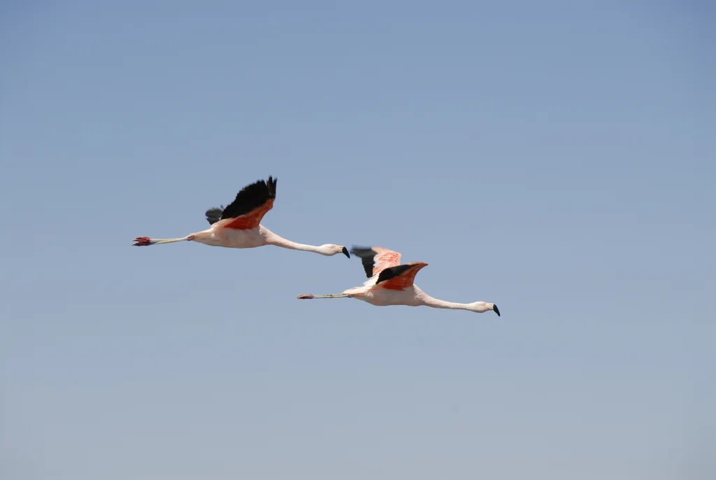 智利红鹳(Phoenicopterus chilensis)