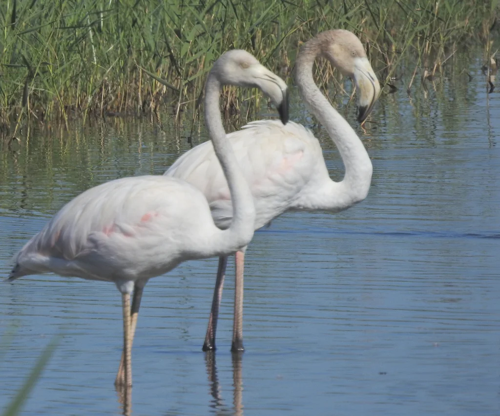 大红鹳（Phoenicopterus roseus）