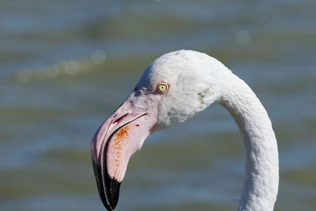 大红鹳（Phoenicopterus roseus）
