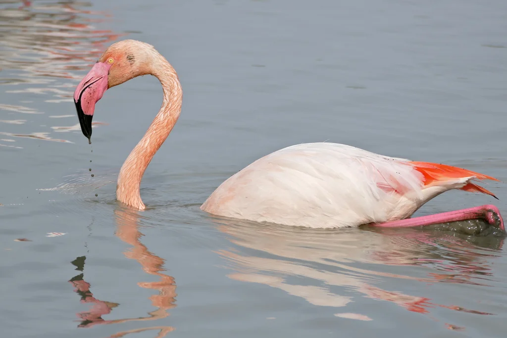 大红鹳（Phoenicopterus roseus）