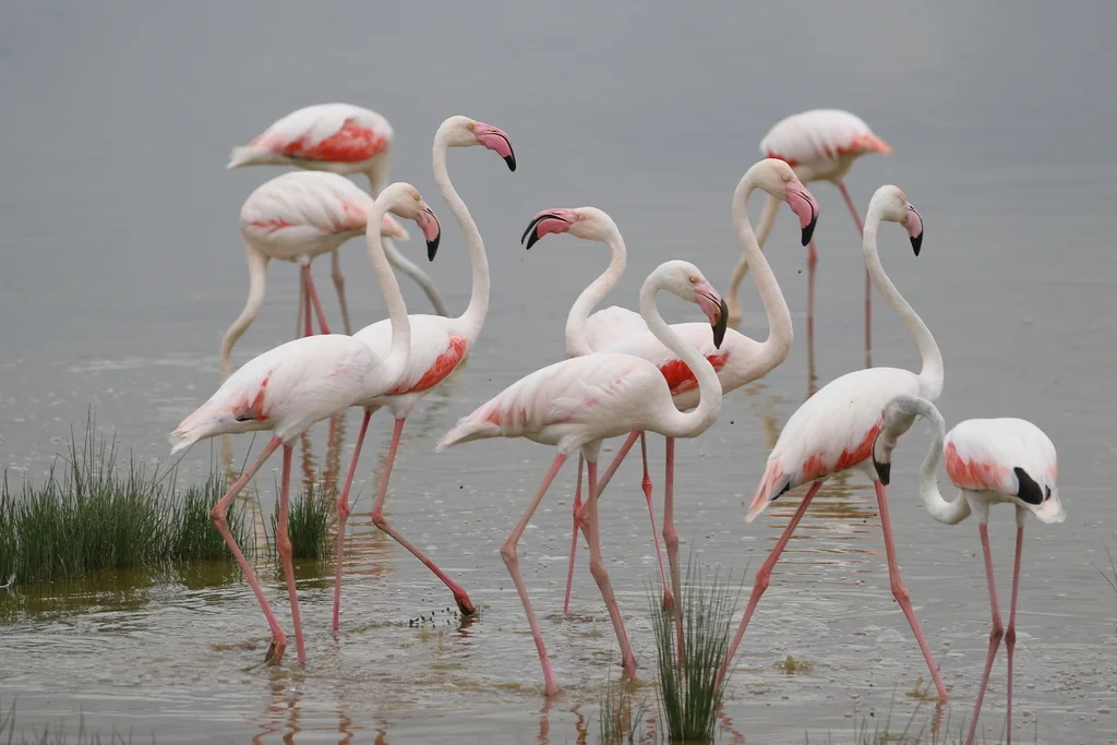 大红鹳（Phoenicopterus roseus）