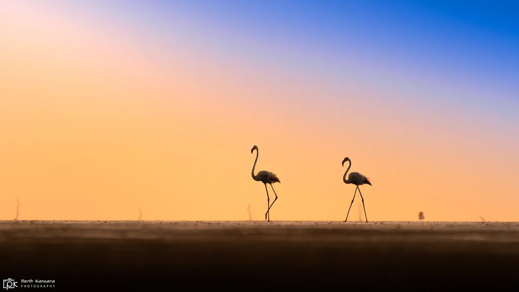 大红鹳（Phoenicopterus roseus）