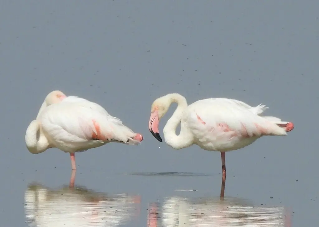 大红鹳（Phoenicopterus roseus）
