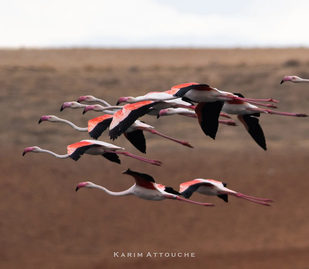 大红鹳(Phoenicopterus roseus)