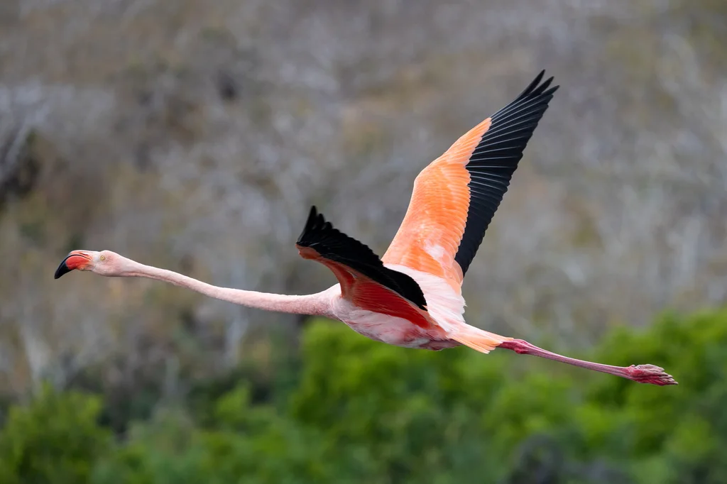 美洲红鹳(Phoenicopterus ruber)