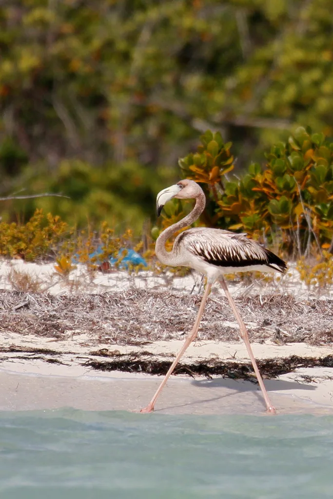 美洲红鹳(Phoenicopterus ruber)