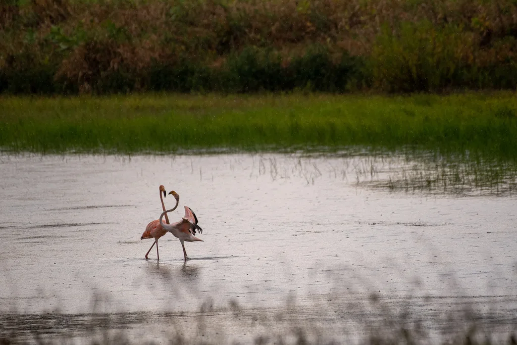 美洲红鹳(Phoenicopterus ruber)