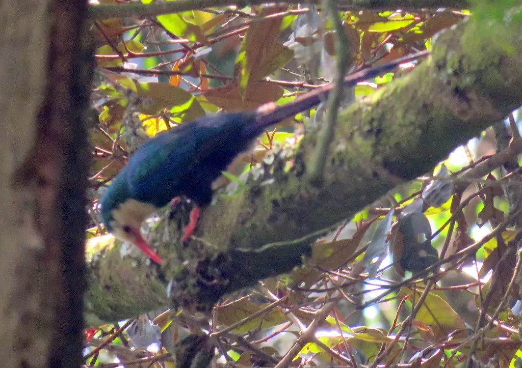 白头林戴胜(Phoeniculus bollei)