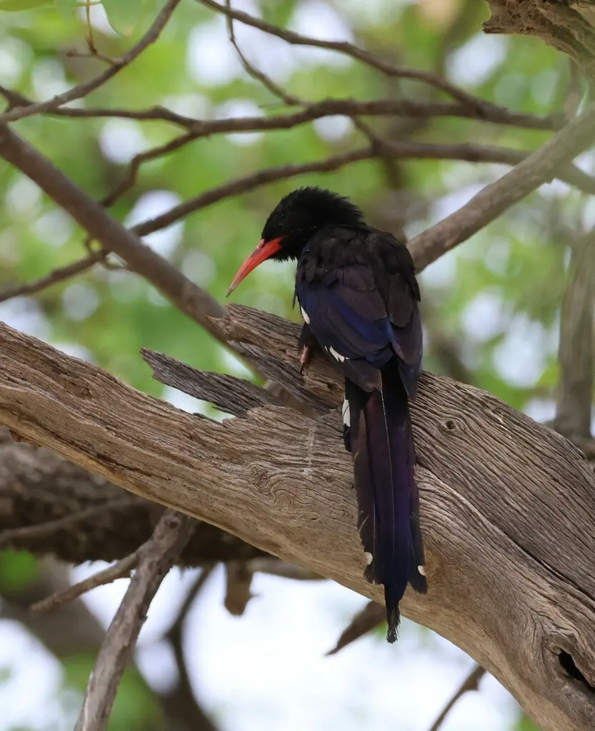紫林戴胜(Phoeniculus damarensis)