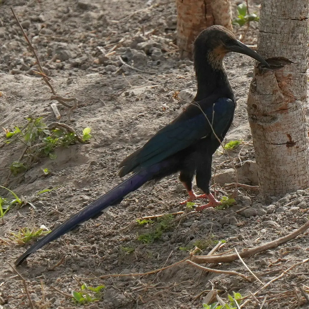 绿林戴胜(Phoeniculus purpureus)