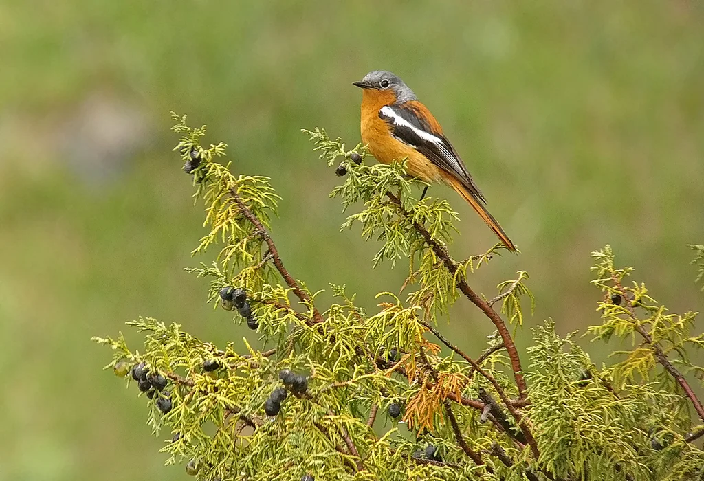 贺兰山红尾鸲(Phoenicurus alaschanicus)