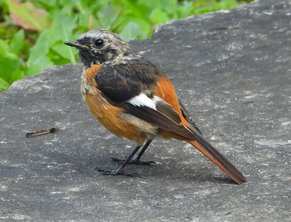 北红尾鸲(Phoenicurus auroreus)