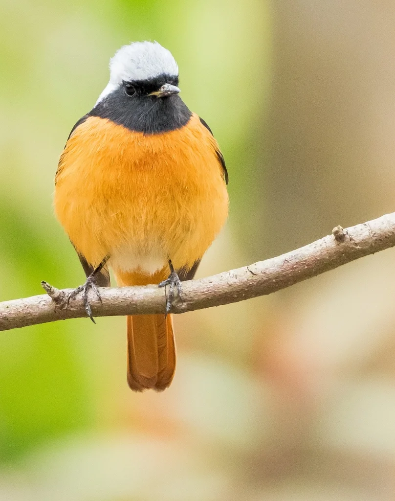 北红尾鸲(Phoenicurus auroreus)