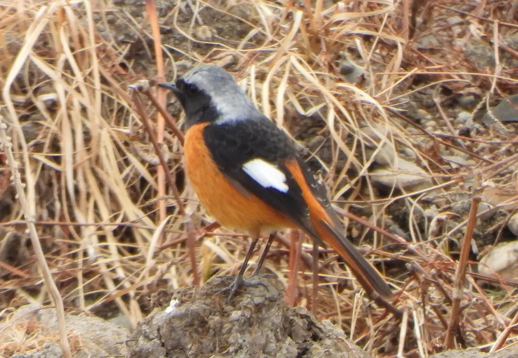 北红尾鸲(Phoenicurus auroreus)