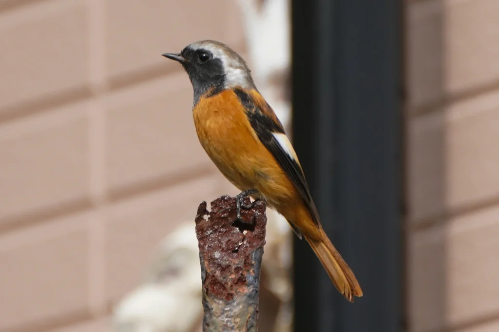 北红尾鸲(Phoenicurus auroreus)