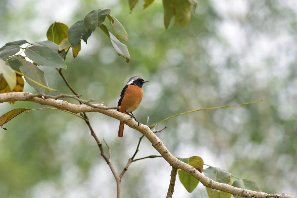北红尾鸲(Phoenicurus auroreus)