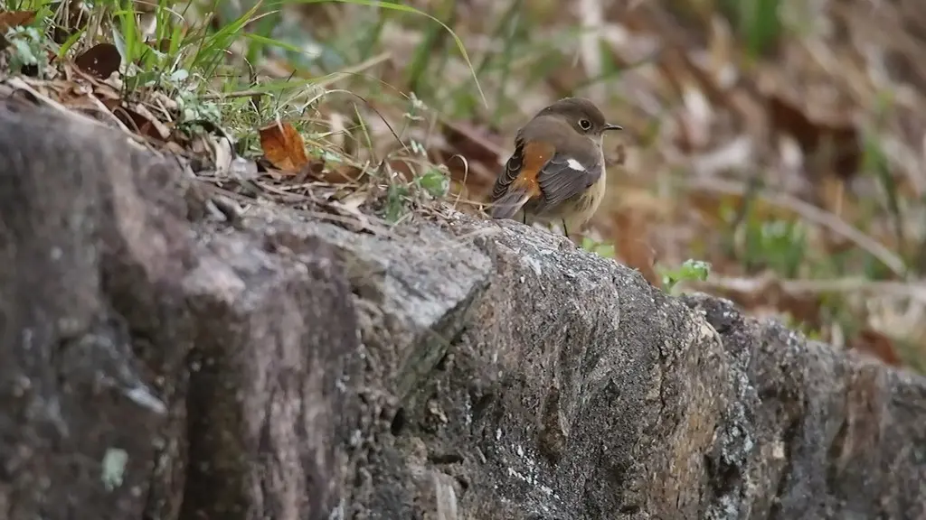 北红尾鸲(Phoenicurus auroreus)