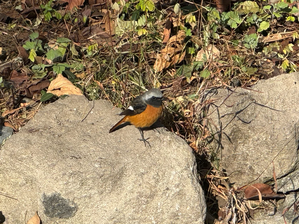 北红尾鸲(Phoenicurus auroreus)