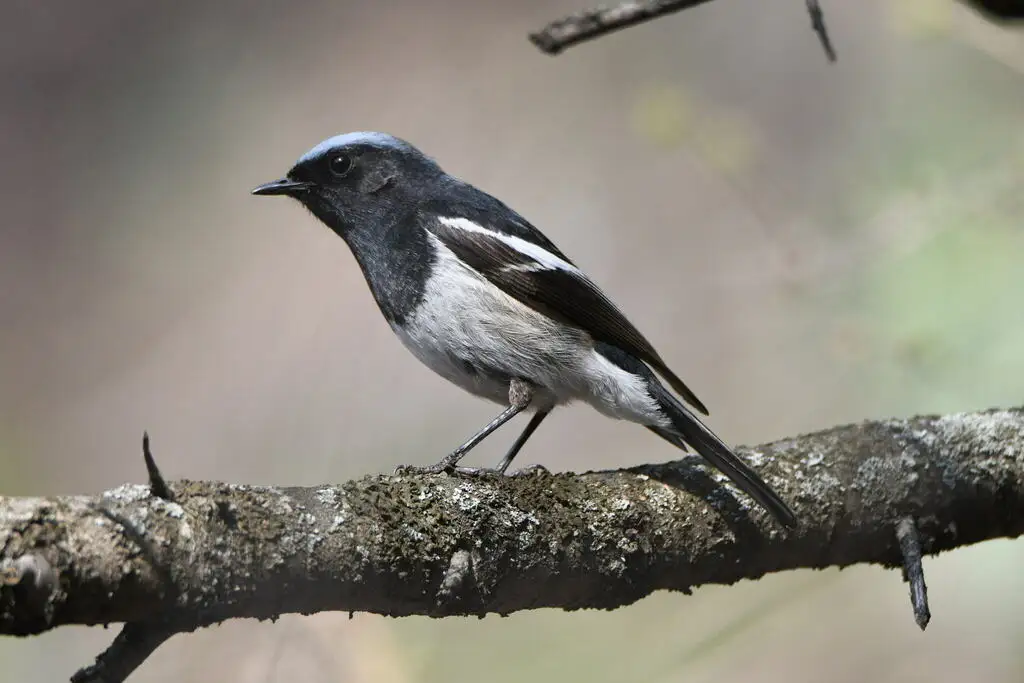 蓝头红尾鸲(Phoenicurus coeruleocephala)