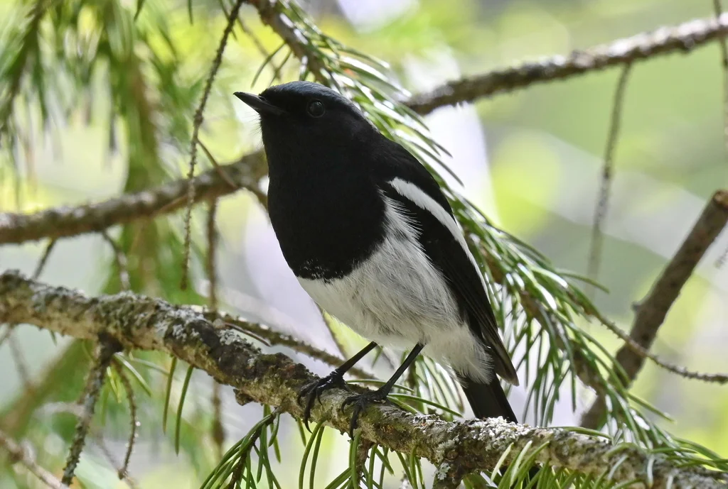 蓝头红尾鸲(Phoenicurus coeruleocephala)