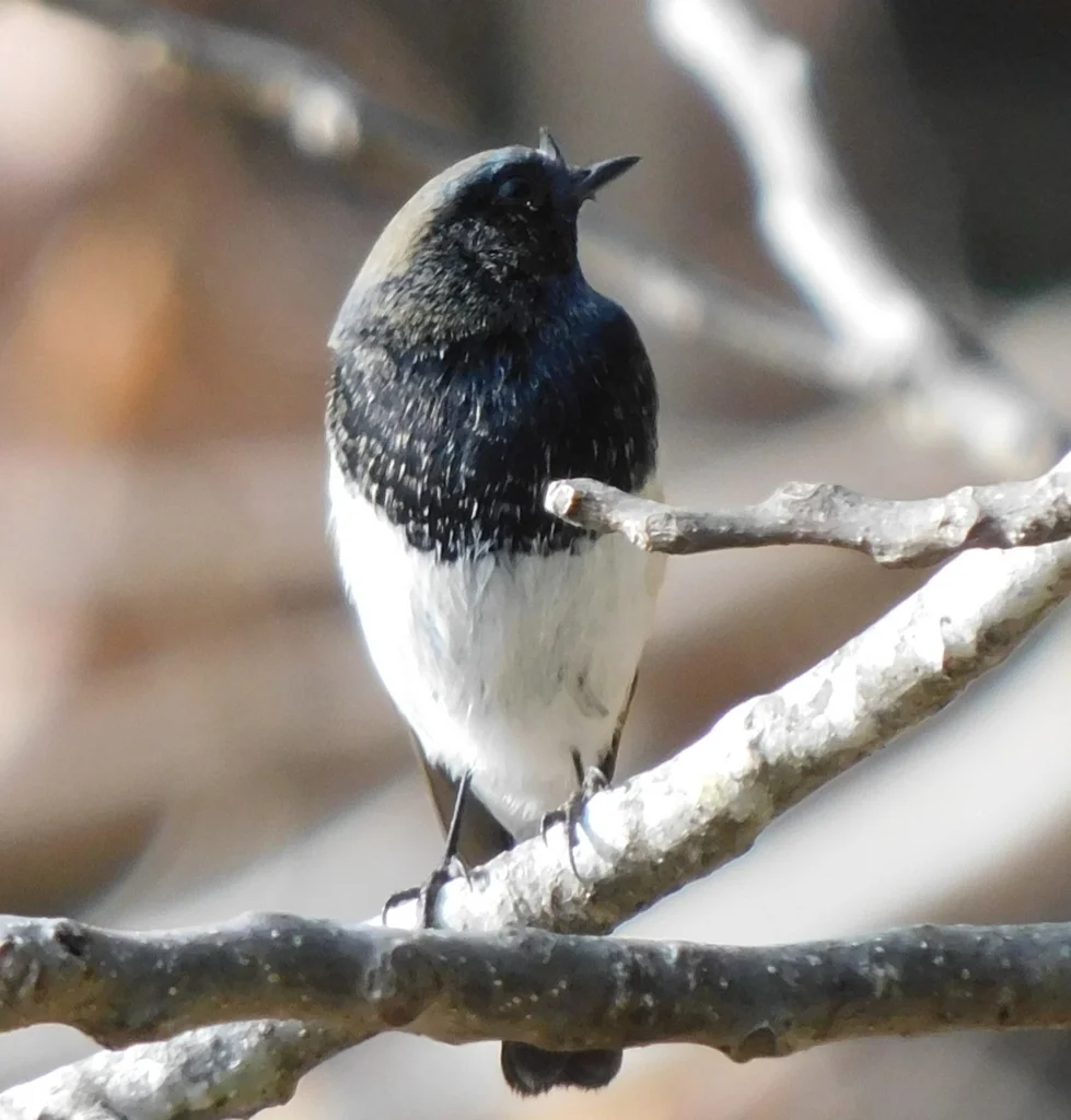 蓝头红尾鸲(Phoenicurus coeruleocephala)