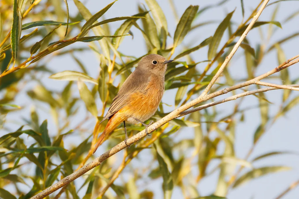 红腹红尾鸲(Phoenicurus erythrogastrus)