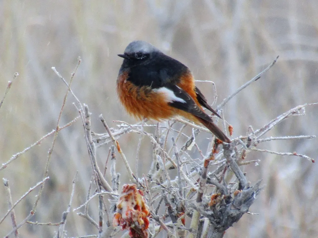 红腹红尾鸲(Phoenicurus erythrogastrus)