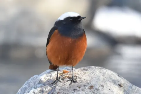 红腹红尾鸲