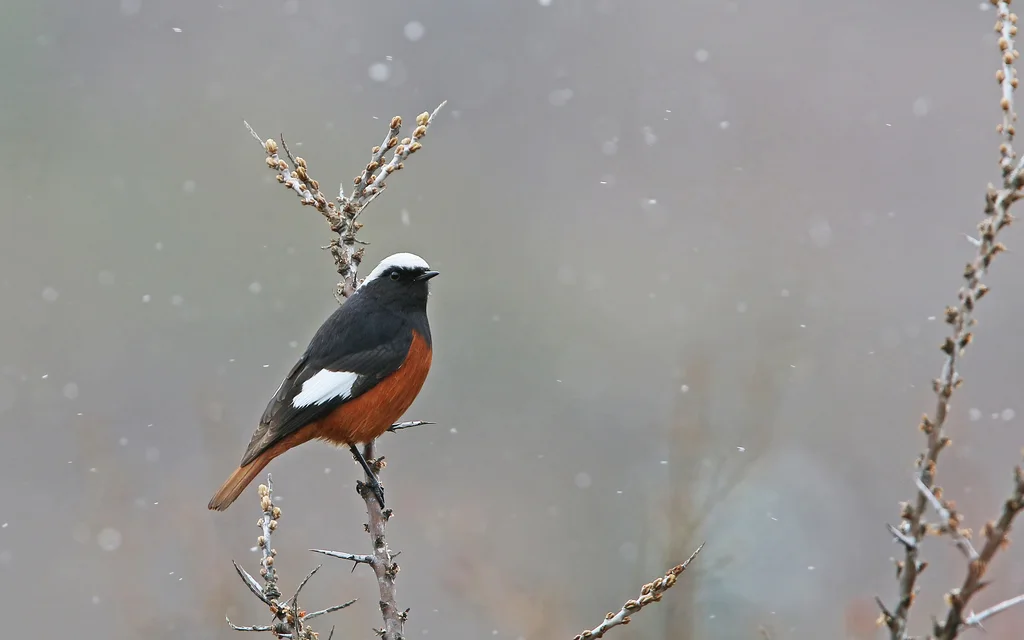 红腹红尾鸲(Phoenicurus erythrogastrus)