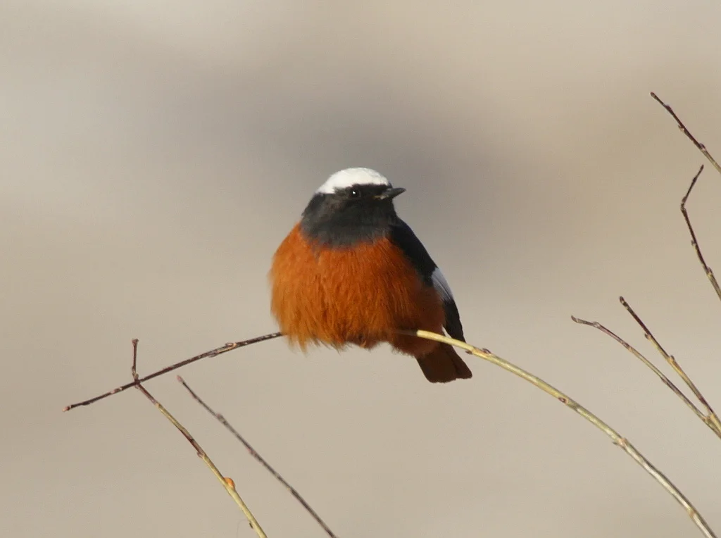 红腹红尾鸲(Phoenicurus erythrogastrus)