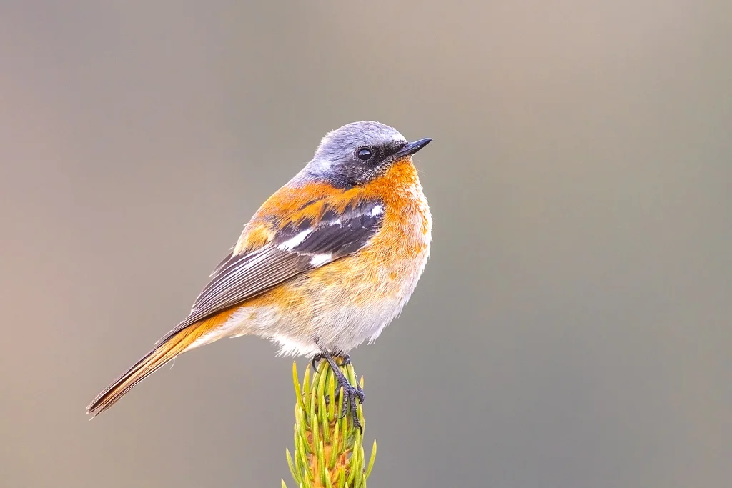 红背红尾鸲(Phoenicurus erythronotus)