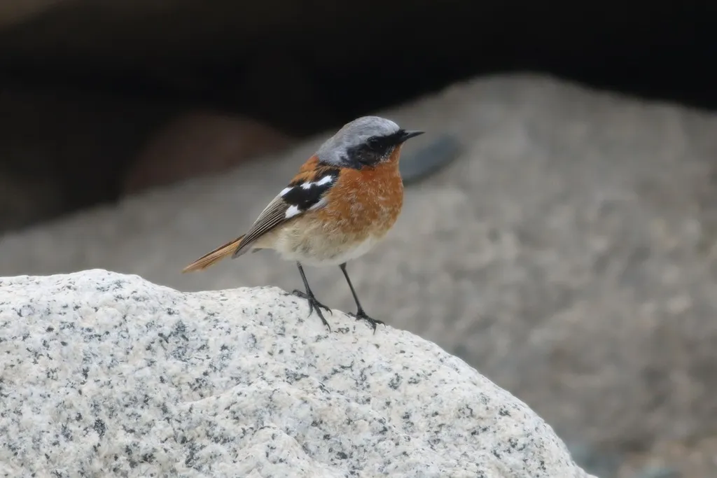 红背红尾鸲(Phoenicurus erythronotus)