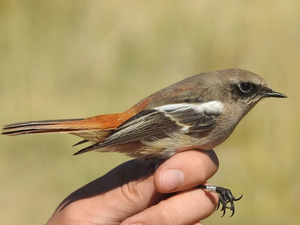 红背红尾鸲(Phoenicurus erythronotus)