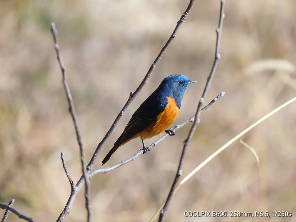 蓝额红尾鸲(Phoenicurus frontalis)