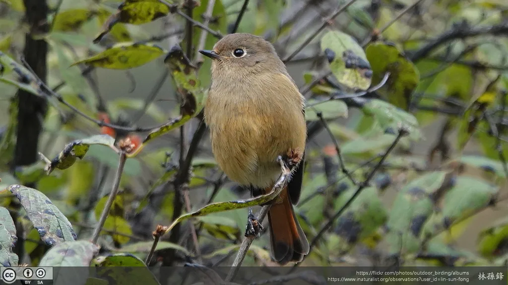 蓝额红尾鸲(Phoenicurus frontalis)
